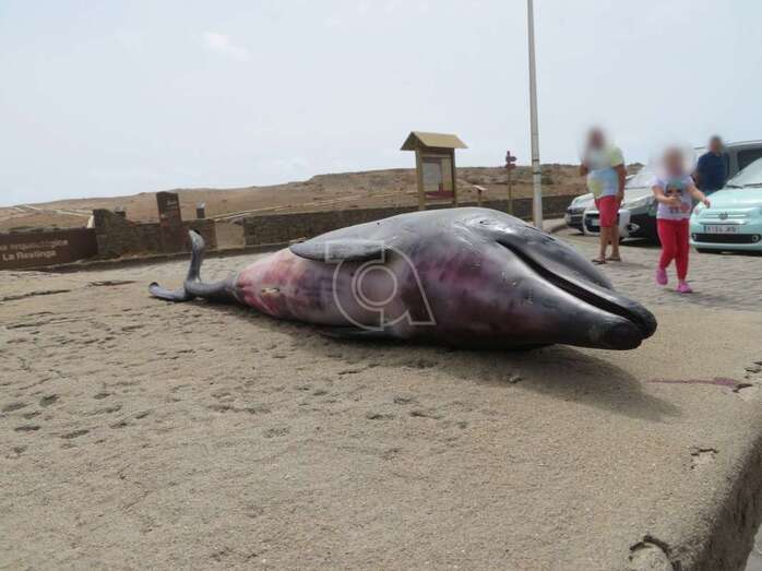 Imagen del animal/TA.